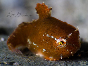 Eumicrotremus orbis, Pacific Spiny Lumpsucker in soft focus by Pat Gunderson 